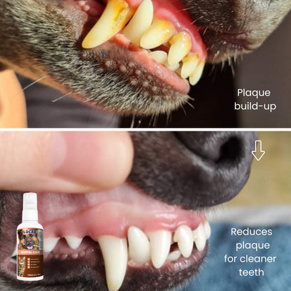 Dog teeth showing plaque build-up and cleaner teeth after using probiotic natural dental care spray