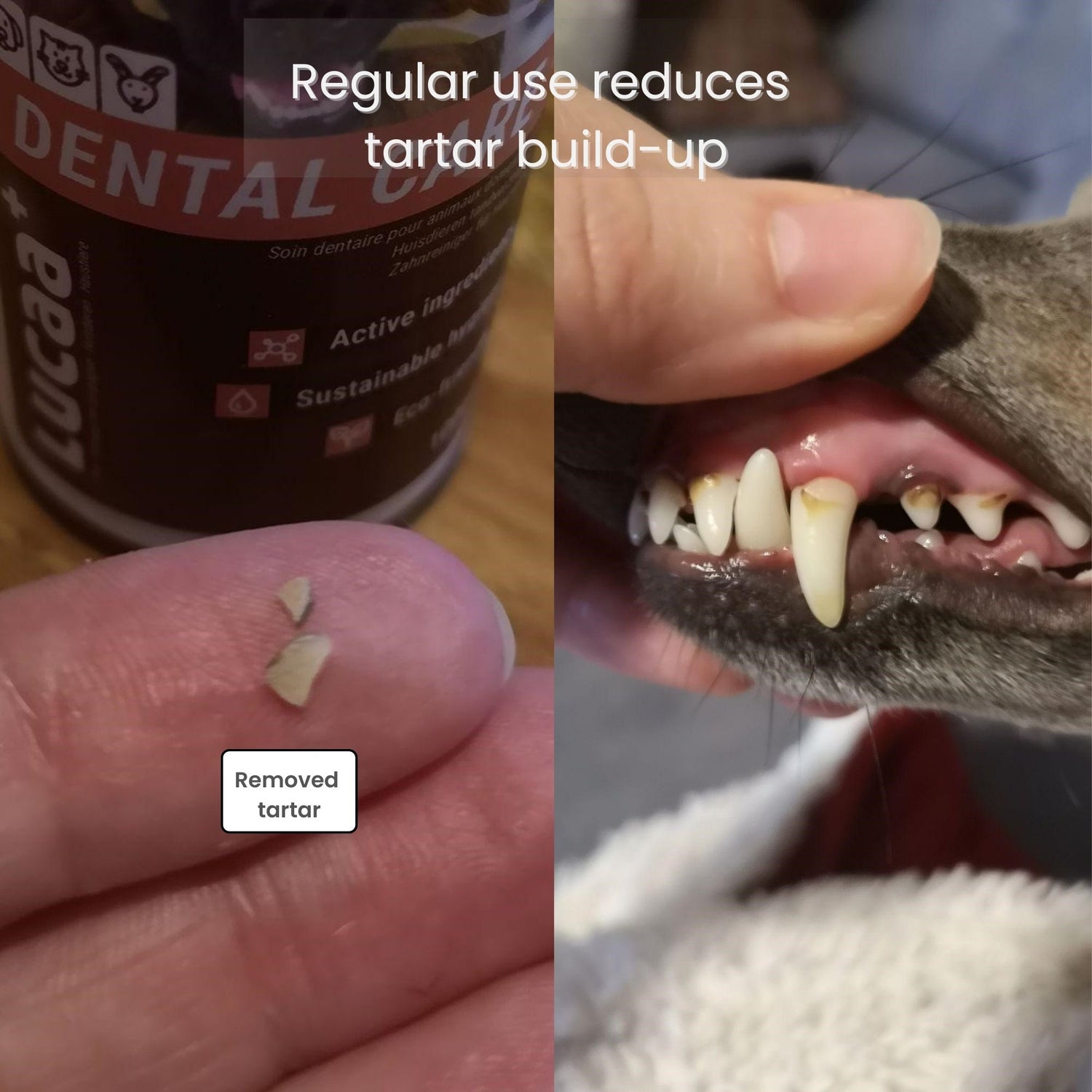 Dog teeth with tartar build-up and removed tartar pieces after regular use of probiotic dental care