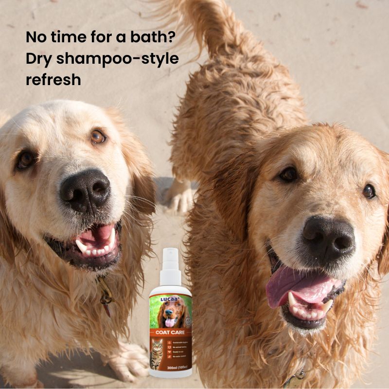 Dogs needing refreshed coats using LUCAA+ Probiotic Coat Care dry shampoo spray