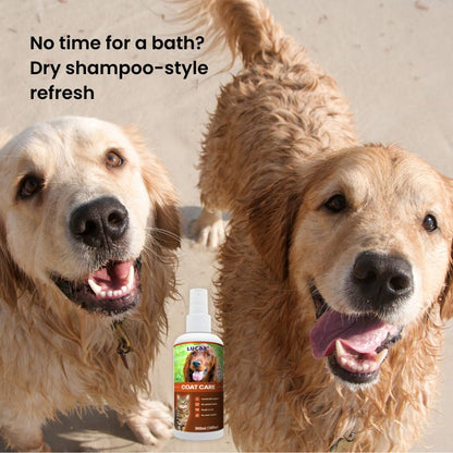 Dogs needing refreshed coats using LUCAA+ Probiotic Coat Care dry shampoo spray