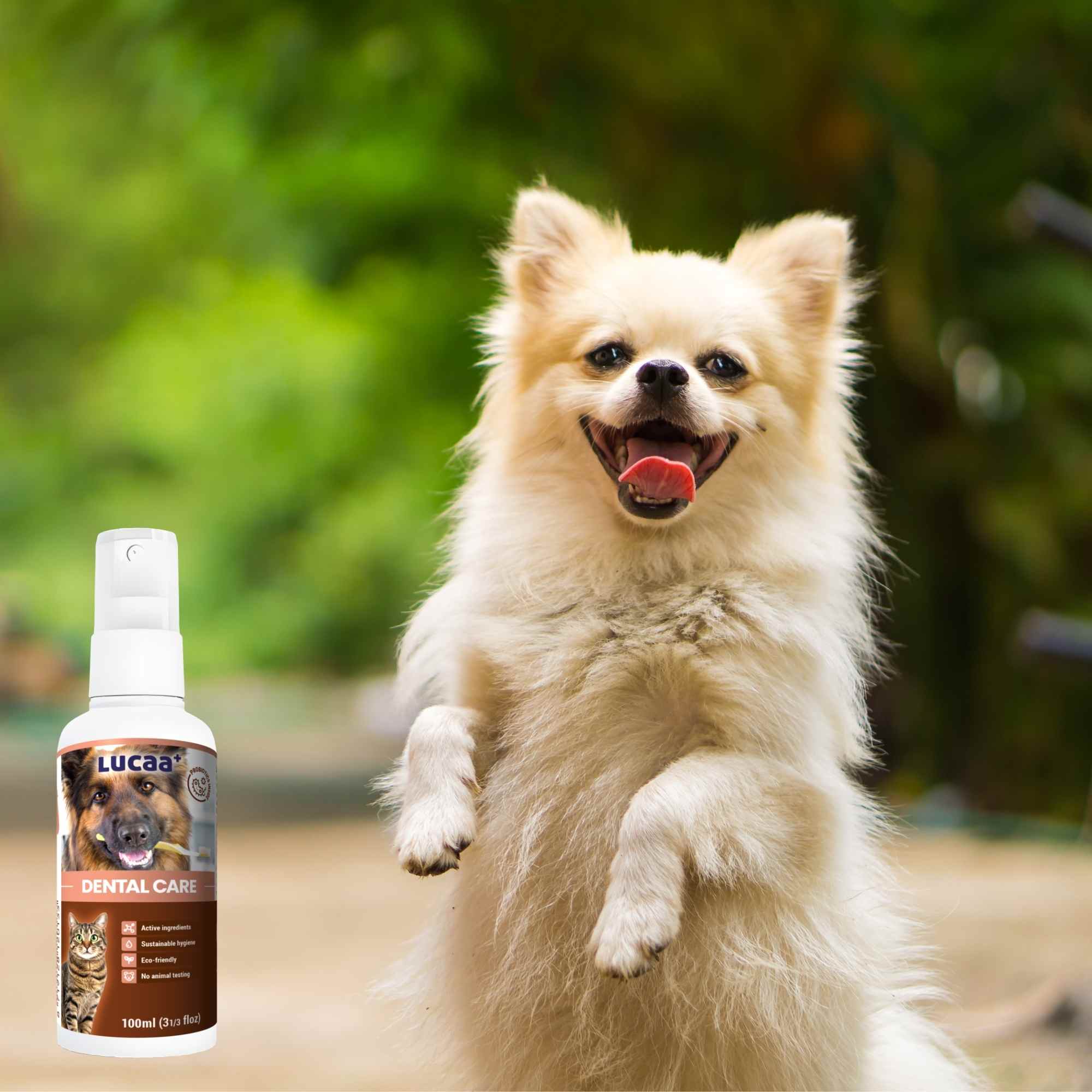 Dog with probiotic dental care spray for cleaner teeth and fresher breath