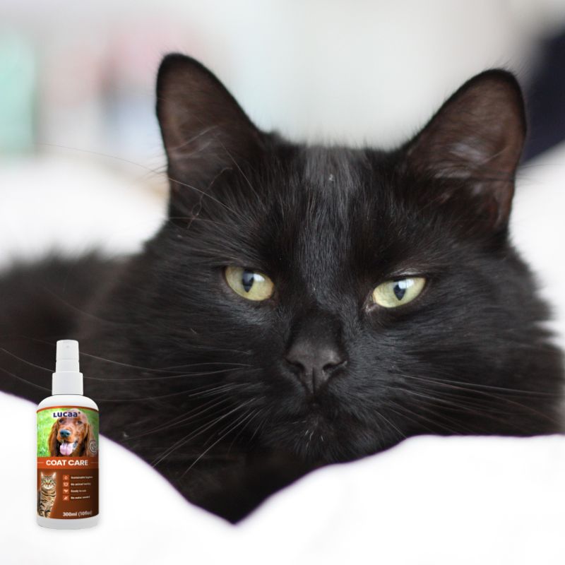 Black cat with smooth healthy-looking coat on LUCAA+ Probiotic Coat Care product page