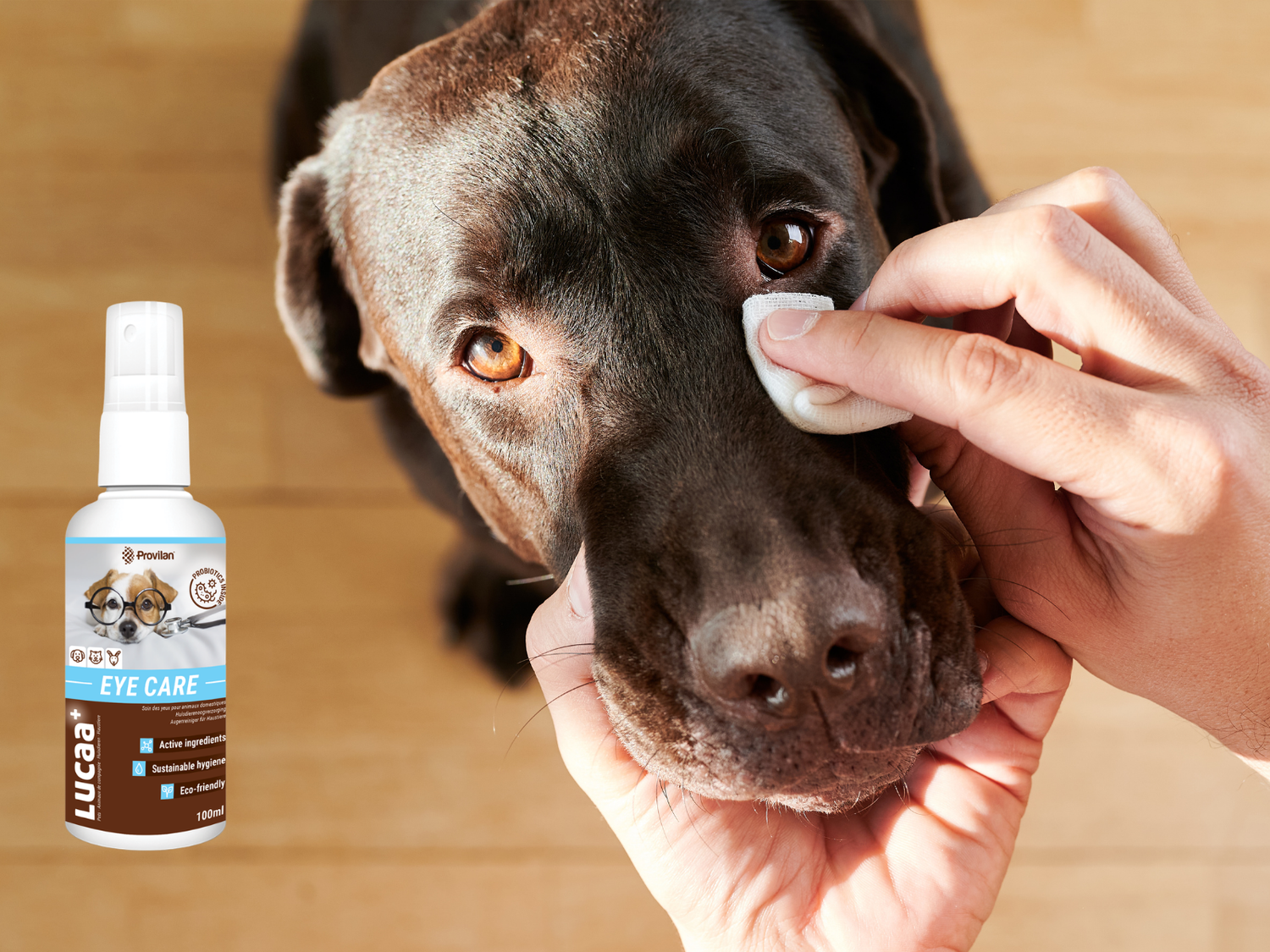 Person gently cleaning a dog’s eye with a cotton pad, showing how topical probiotics work for everyday pet eye care