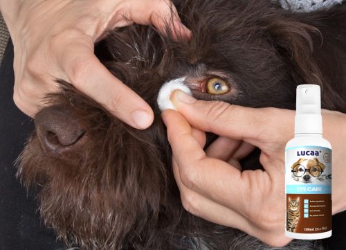 Person gently cleaning a dog’s eye with a cotton pad, showing how topical probiotics work for everyday pet eye care