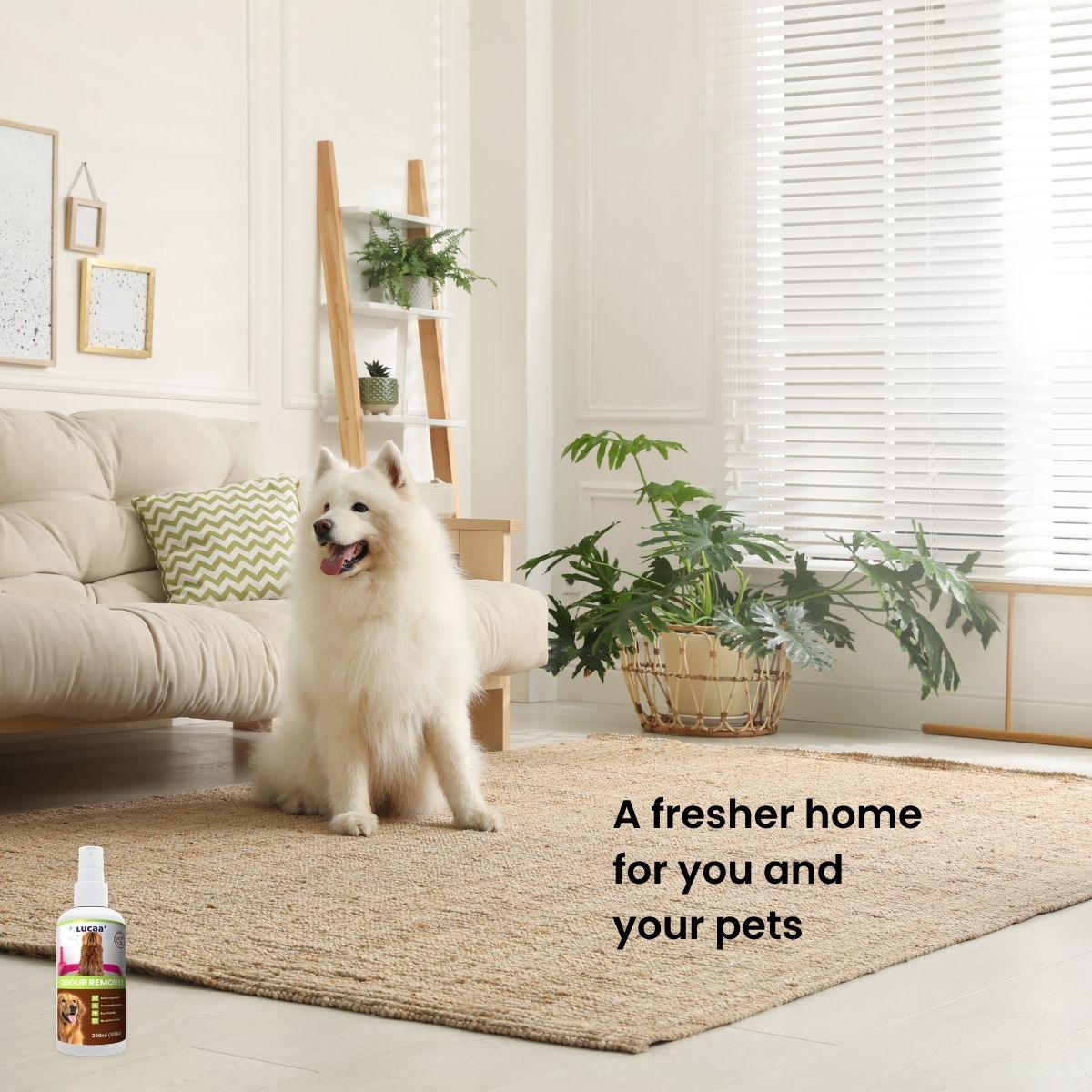 Dog in a bright living room, illustrating a fresh and comfortable home for pets.
