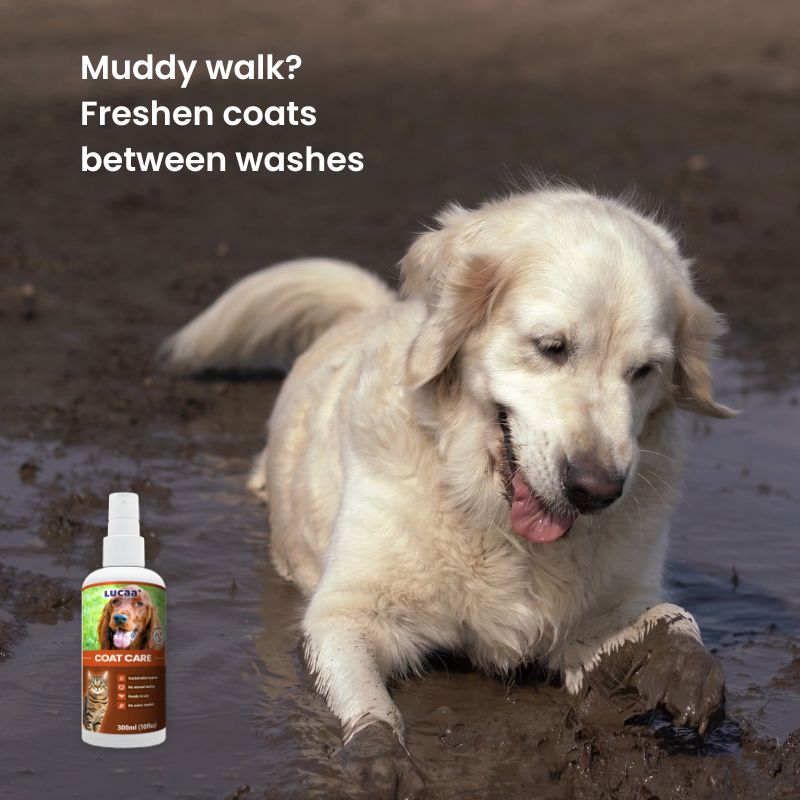 Golden Retriever relaxing after outdoor play with muddy wet fur needing freshening between baths