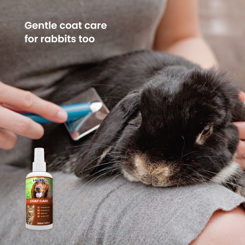 Rabbit grooming supported by LUCAA+ Probiotic Coat Care spray for softer and healthier-looking coats