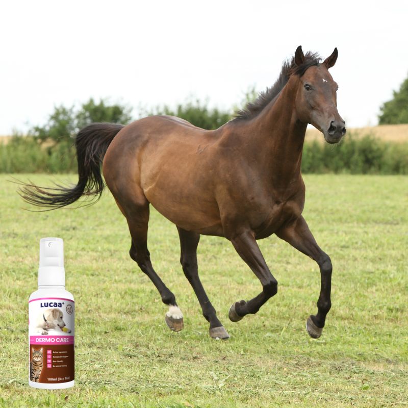 Horse running outdoors beside LUCAA+ Probiotic Dermo Care spray for healthy skin repair from cuts and grazes