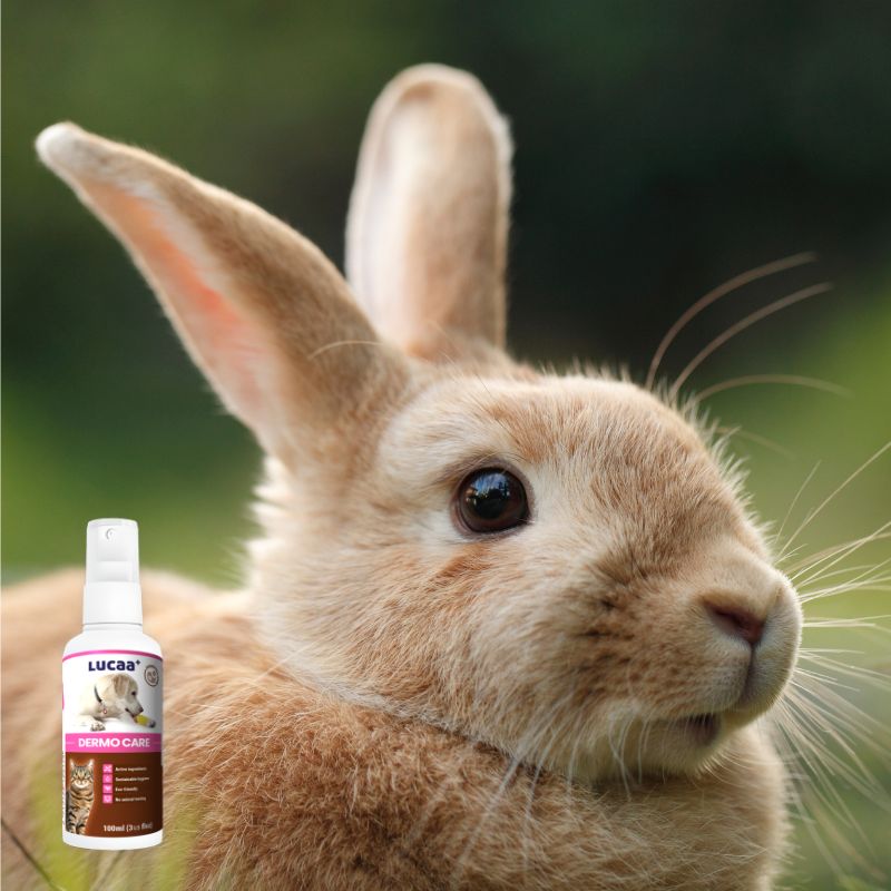 Rabbit outdoors beside LUCAA+ Probiotic Dermo Care representing skin recovery spray for minor pet wounds
