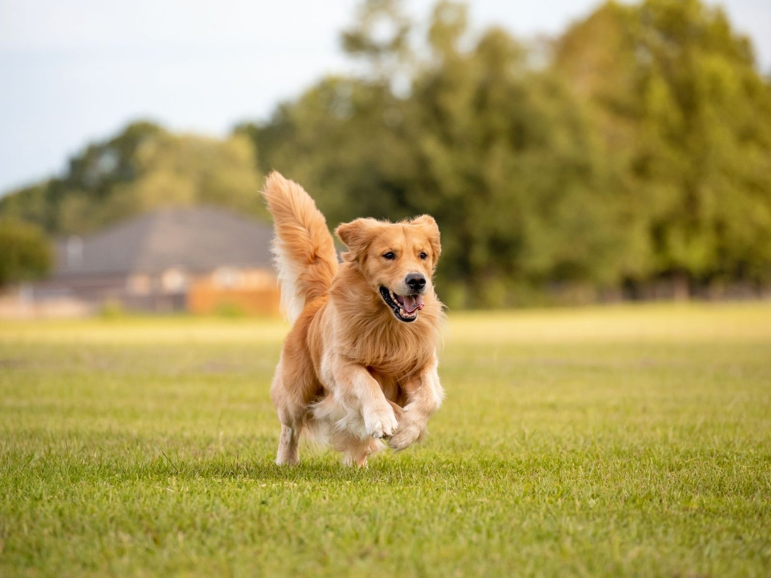 Happy golden retriever running outdoors representing healthy active recovery and wellbeing in pets
