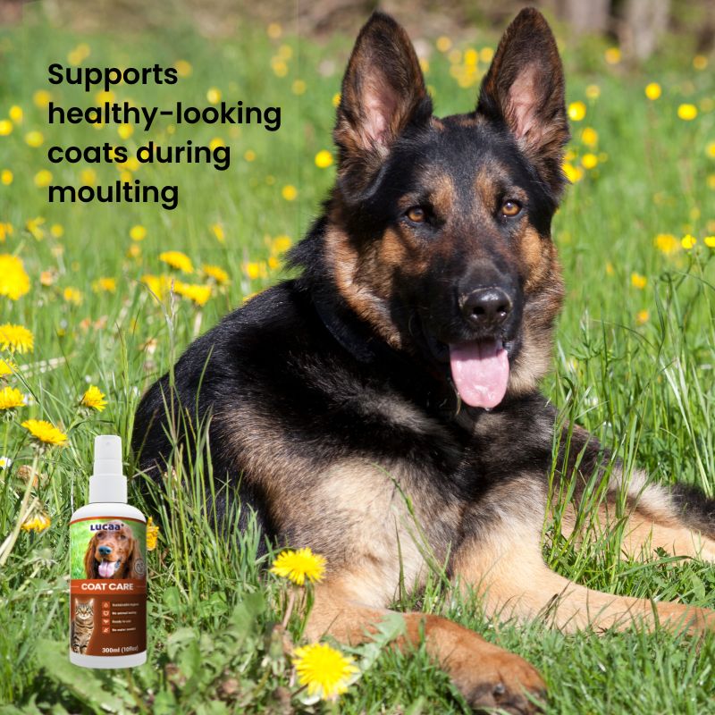 German Shepherd with healthy-looking coat supported by LUCAA+ Probiotic Coat Care during moulting seasons