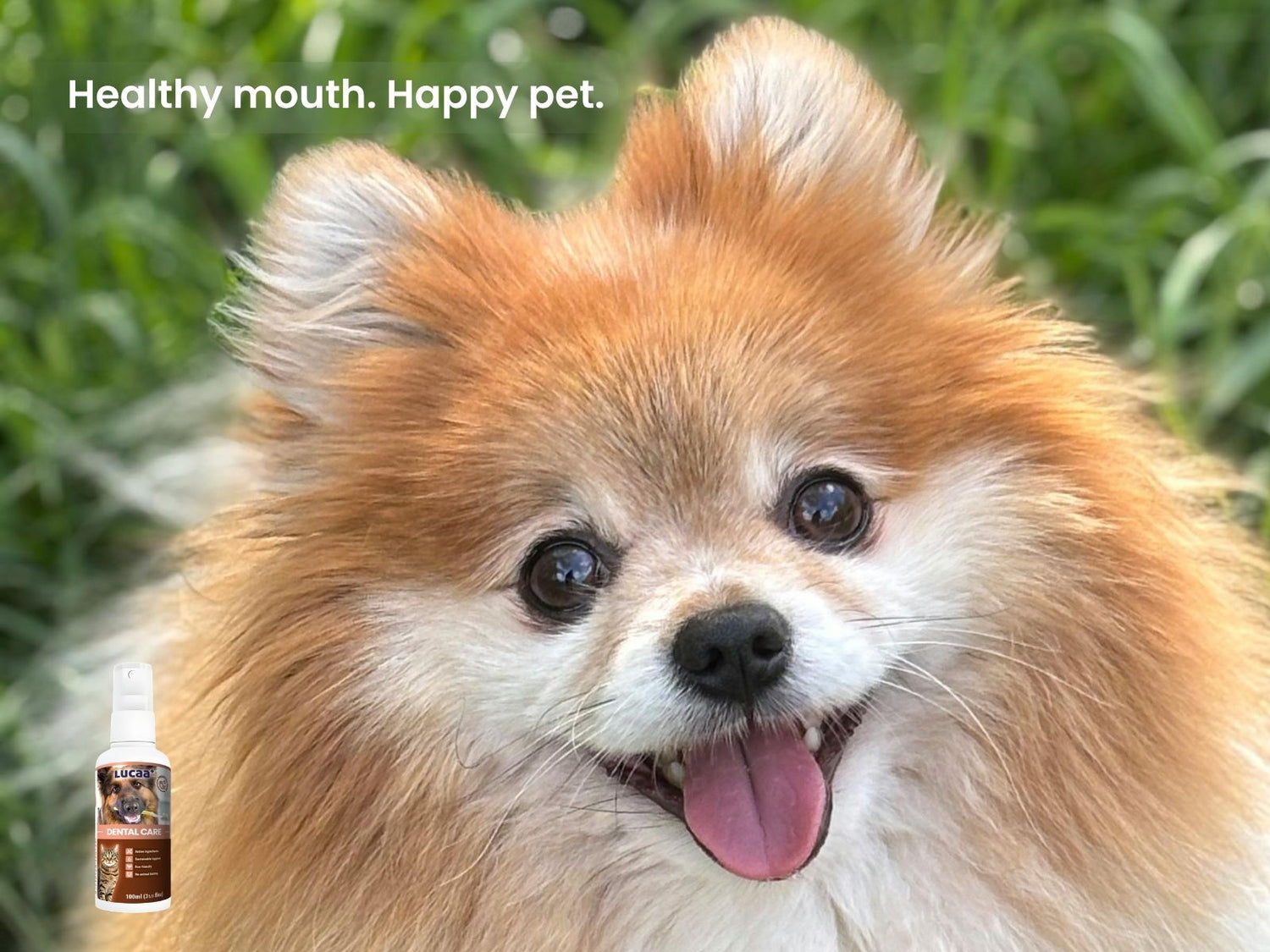 Happy dog with LUCAA+ Probiotic Dental Care for cleaner teeth and fresher breath