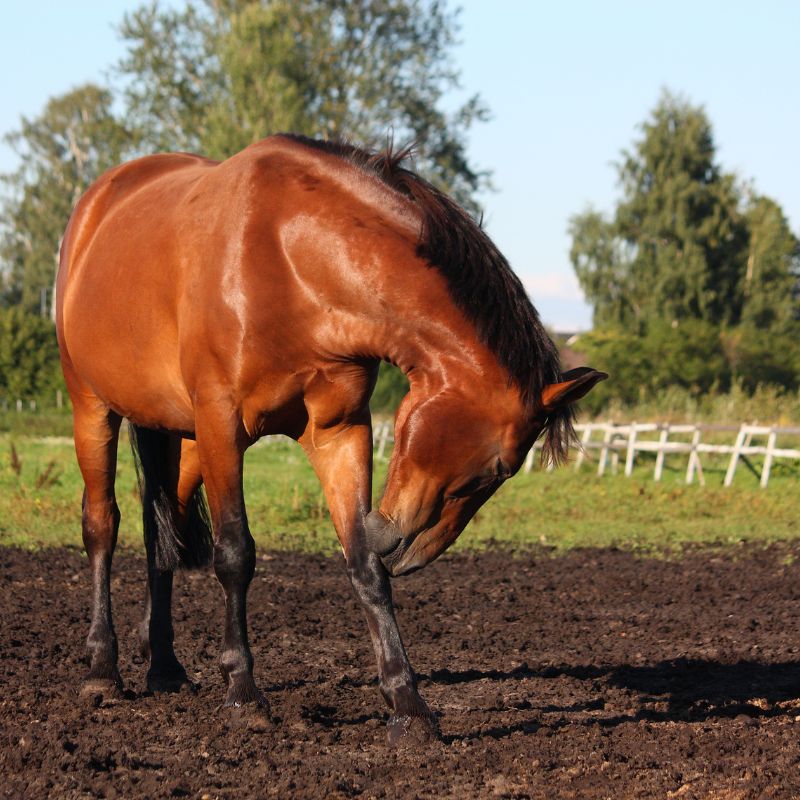 Horse with itchy skin grazing outdoors, representing support for environmental allergens and sensitive skin