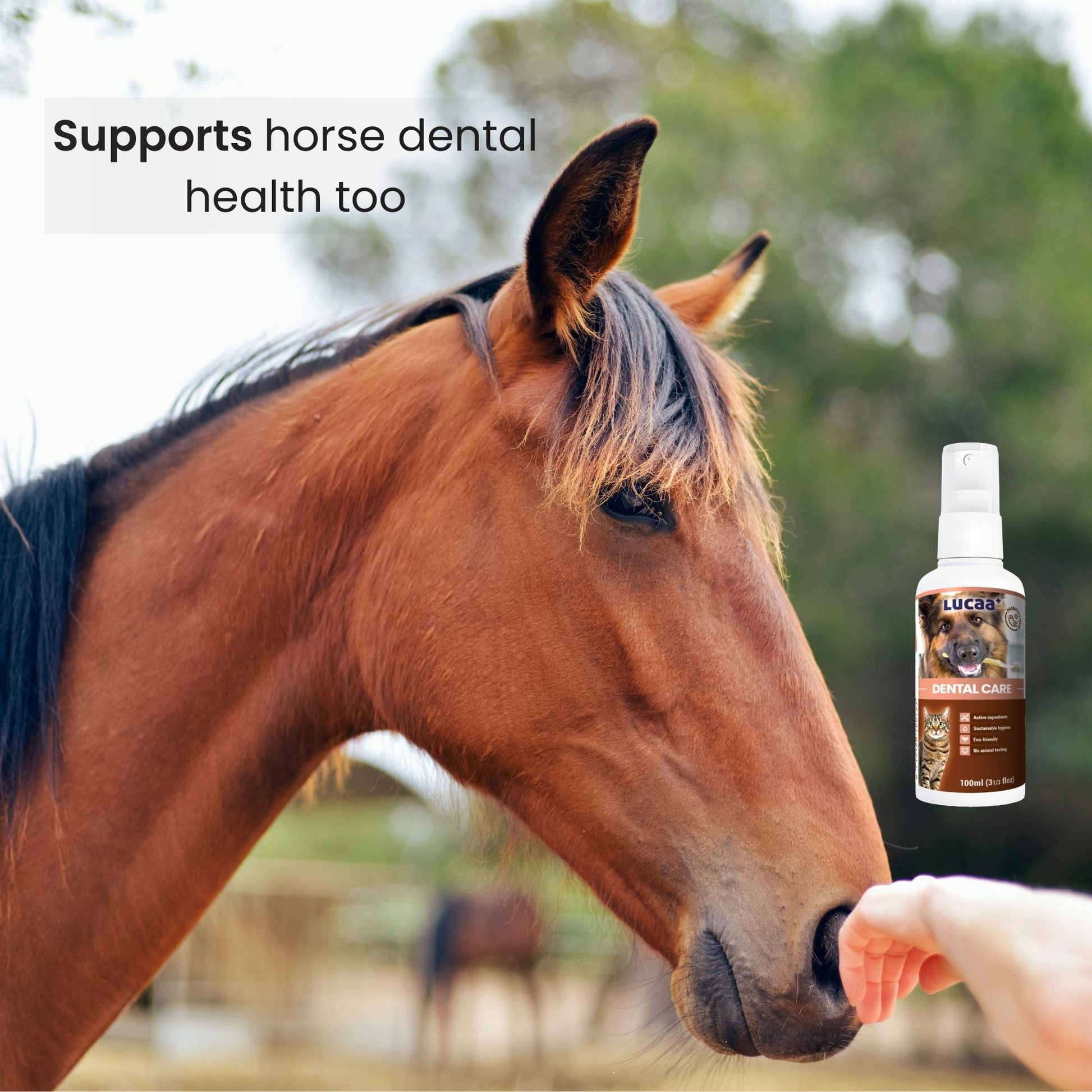 Horse dental care using probiotic dental spray supporting dental health in horses