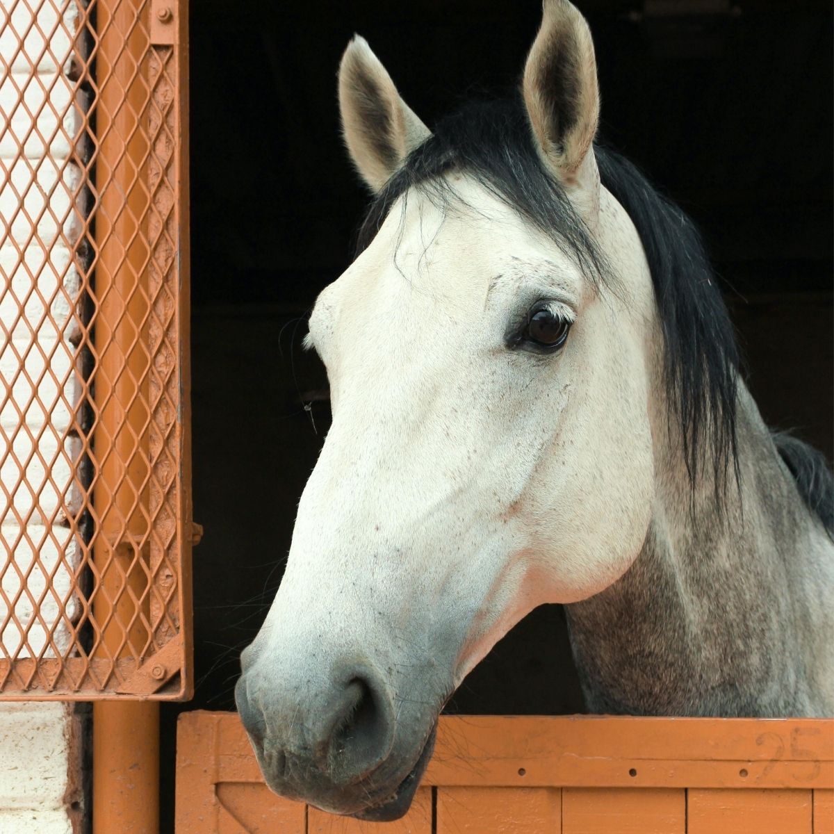 Horse looking out from a stable, illustrating odour control for stables, horse bedding and tack