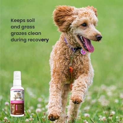 Active dog running outdoors beside LUCAA+ Probiotic pet wound cleaner spray for cleaning soil and grass grazes