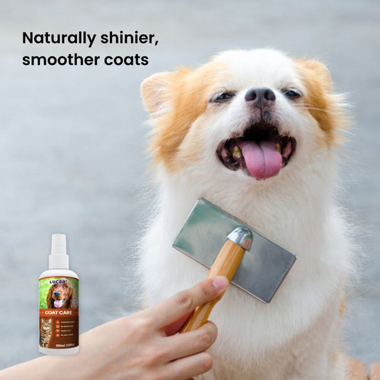 Dog being brushed with LUCAA+ Probiotic Coat Care spray for shinier, smoother, easier-to-groom coats