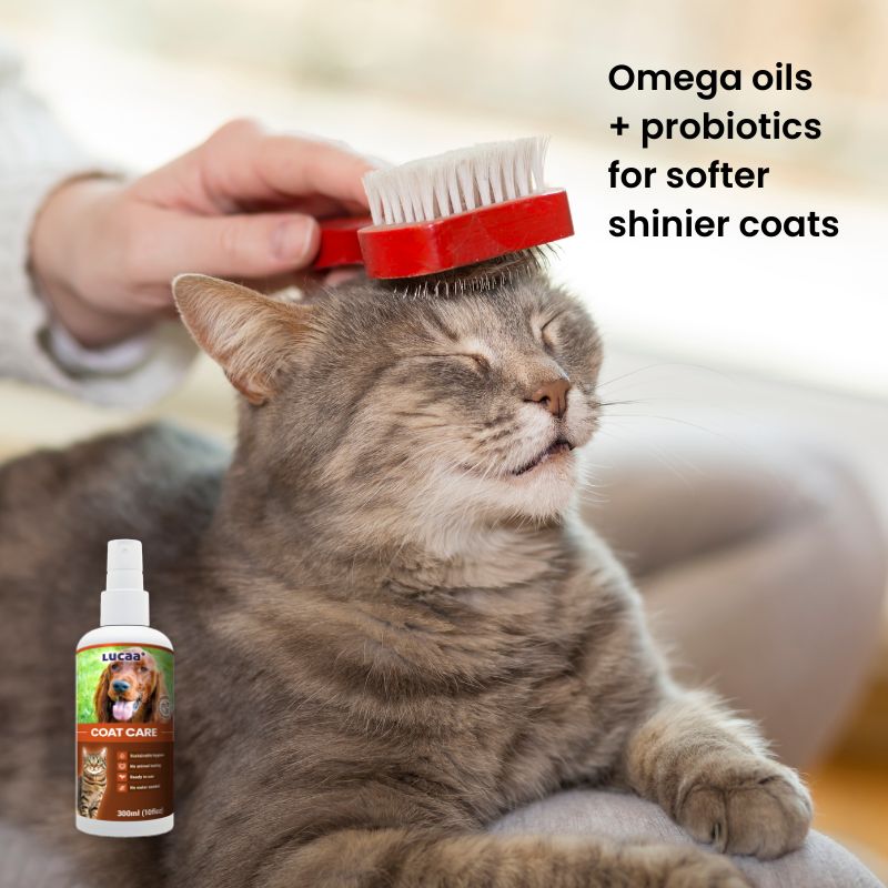 Cat grooming with LUCAA+ Coat Care spray with omega oils and probiotics for softer, shinier coats