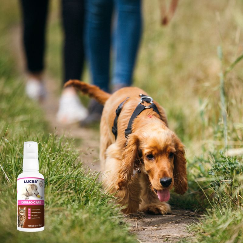 Dog walking outdoors beside LUCAA+ Probiotic Dermo Care spray for on-the-go wound care of outdoor cuts and grazes