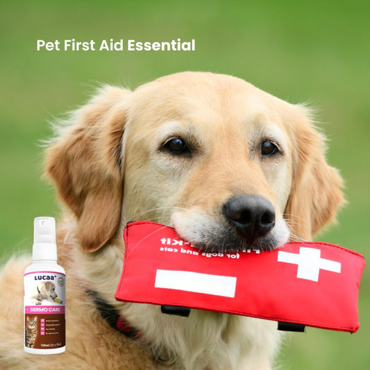 Golden retriever carrying a pet first aid kit beside LUCAA+ Probiotic Dermo Care spray