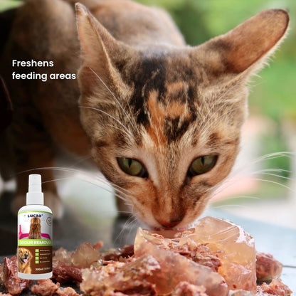 Cat eating beside a bottle of probiotic pet odour remover, illustrating odour control for feeding areas.