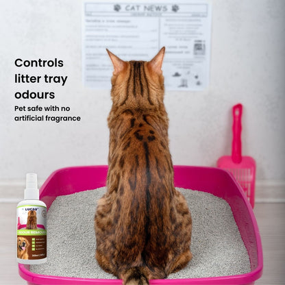 Cat beside a litter tray with a bottle of probiotic pet odour remover, illustrating litter tray odour control.