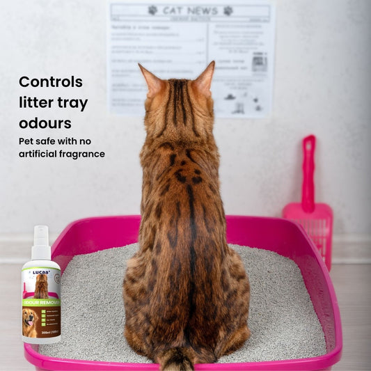 Cat beside a litter tray with a bottle of probiotic pet odour remover, illustrating litter tray odour control.