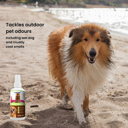 Dog outdoors beside a bottle of probiotic pet odour remover, illustrating outdoor pet odour control.