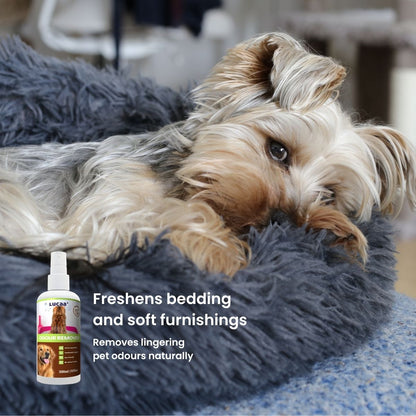 Dog resting on pet bedding beside a bottle of probiotic pet odour remover, illustrating odour control for pet bedding.