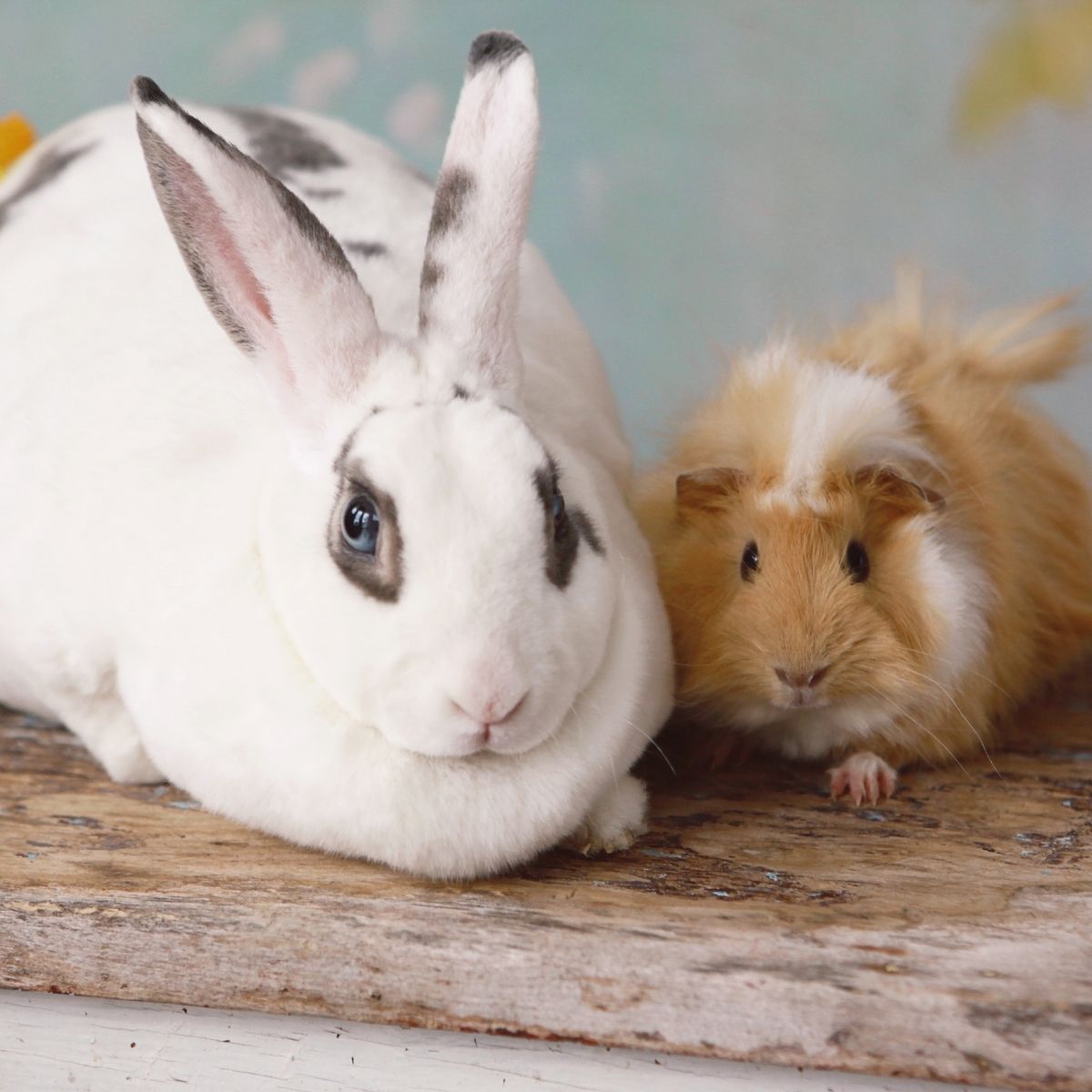 Rabbit and guinea pig together, illustrating pet-safe odour control for small pets and their living spaces.