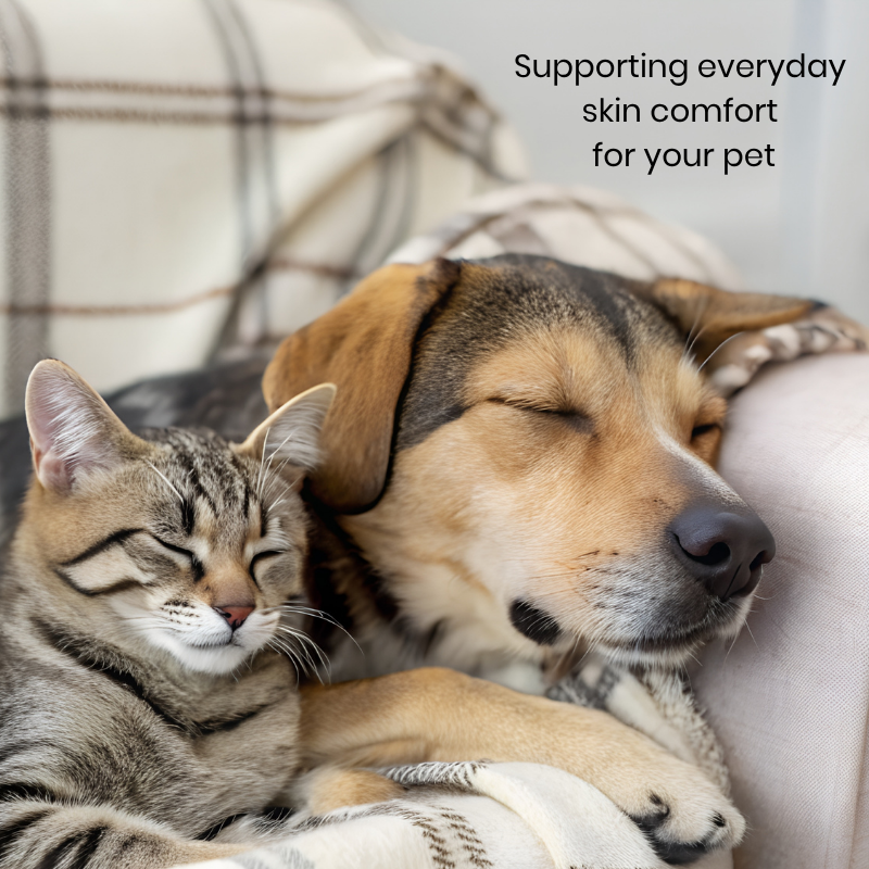 Dog and cat resting together showing comfort and healthy skin in a calm home environment