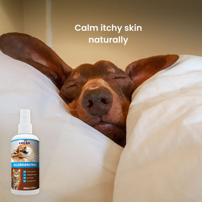 Relaxed sleeping dog with LUCAA+ Probiotic Allergen-Free Spray for itchy and sensitive skin