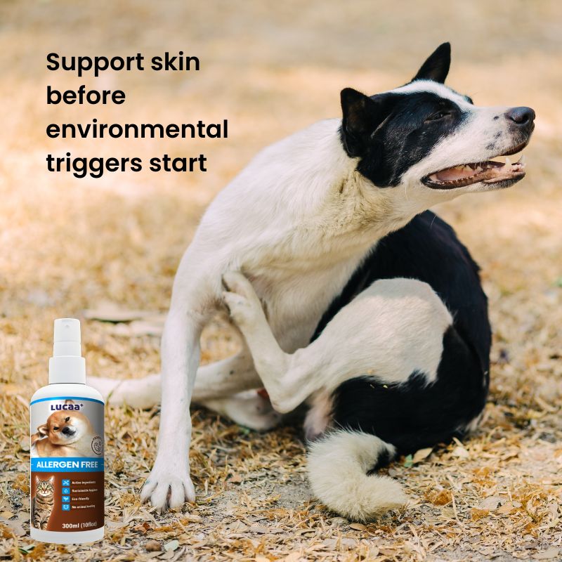 Probiotic allergen spray for dogs with itchy skin triggered by outdoor allergens