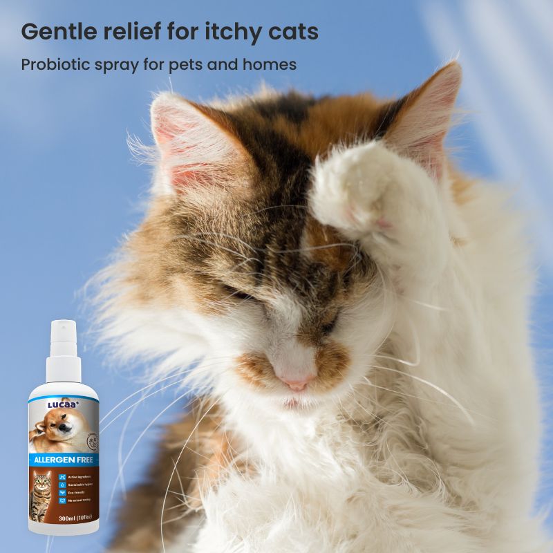 Cat grooming itchy skin with LUCAA+ Probiotic Allergen-Free probiotic spray for cats and homes