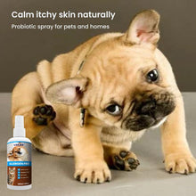 French bulldog scratching itchy skin beside LUCAA+ Probiotic Allergen-Free Spray for environmental allergy support in dogs