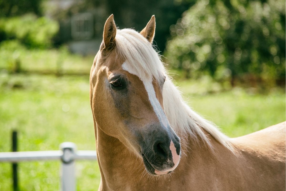 Healthy horse outdoors supported by LUCAA+ Probiotic Allergen-Free for itchy and sensitive skin