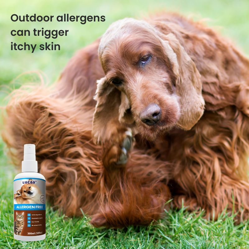 Dog scratching outdoors with LUCAA+ Probiotic Allergen-Free Spray for allergy-prone and itchy skin