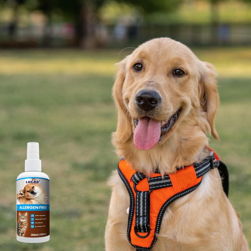 Golden retriever wearing a harness with LUCAA+ Probiotic Allergen-Free Spray for pet toys, clothing and harnesses