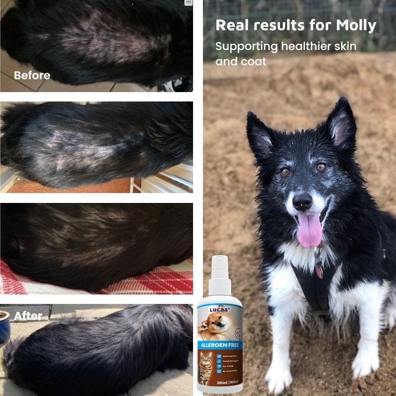 Real customer results showing improved skin and coat condition in Molly using LUCAA+ Probiotic Allergen-Free Spray