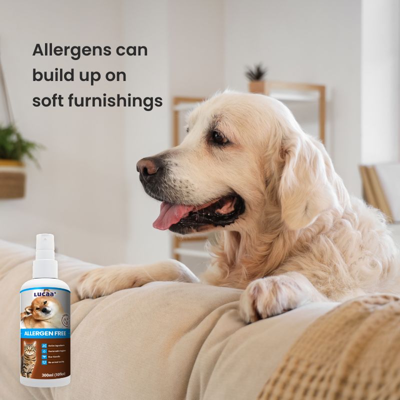 Dog relaxing on sofa with LUCAA+ Probiotic Allergen-Free Spray for allergens on soft furnishings