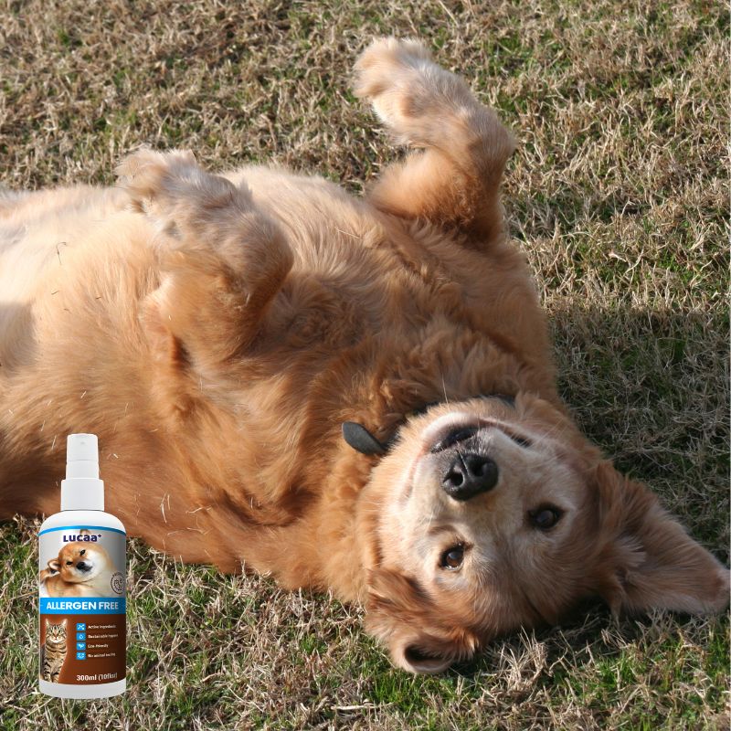 Happy dog rolling on grass with LUCAA+ Probiotic Allergen-Free Spray for itchy skin, paws and sensitive areas