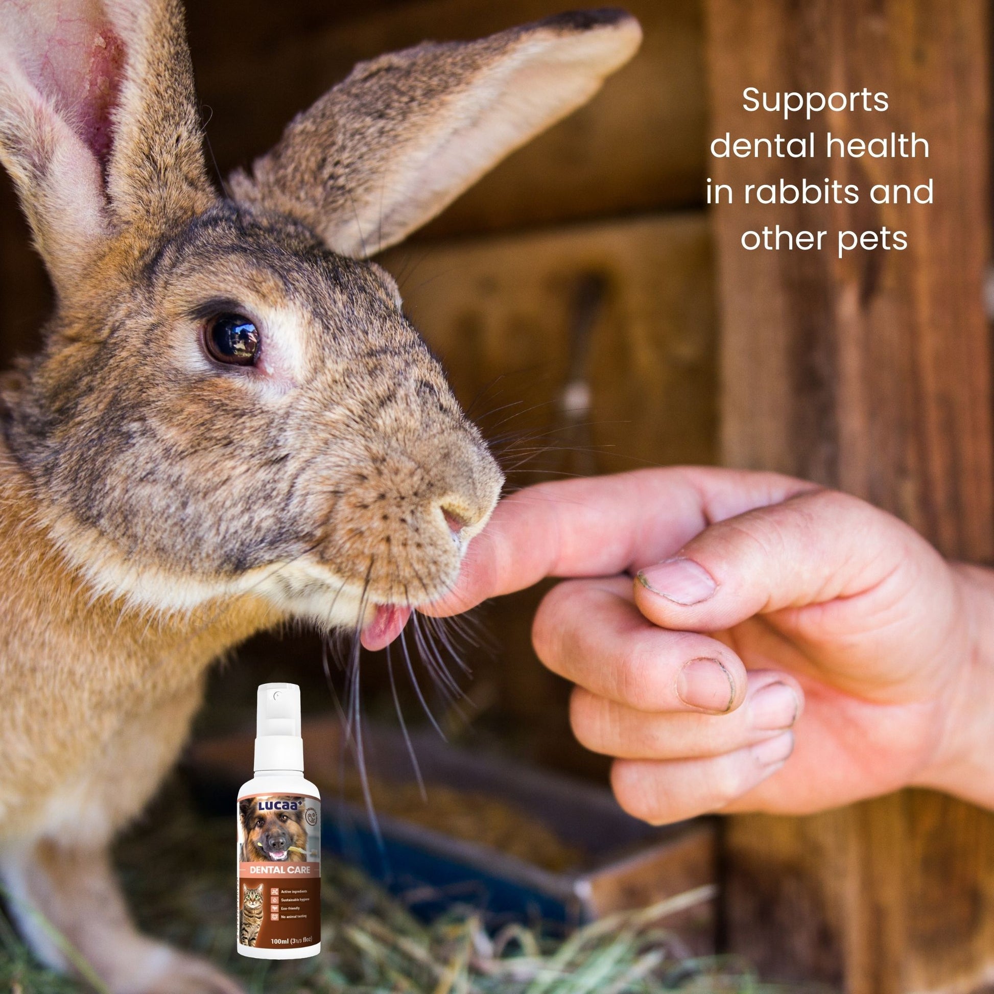 Rabbit being gently handled while showing dental care routine with probiotic dental spray suitable for rabbits and other pets