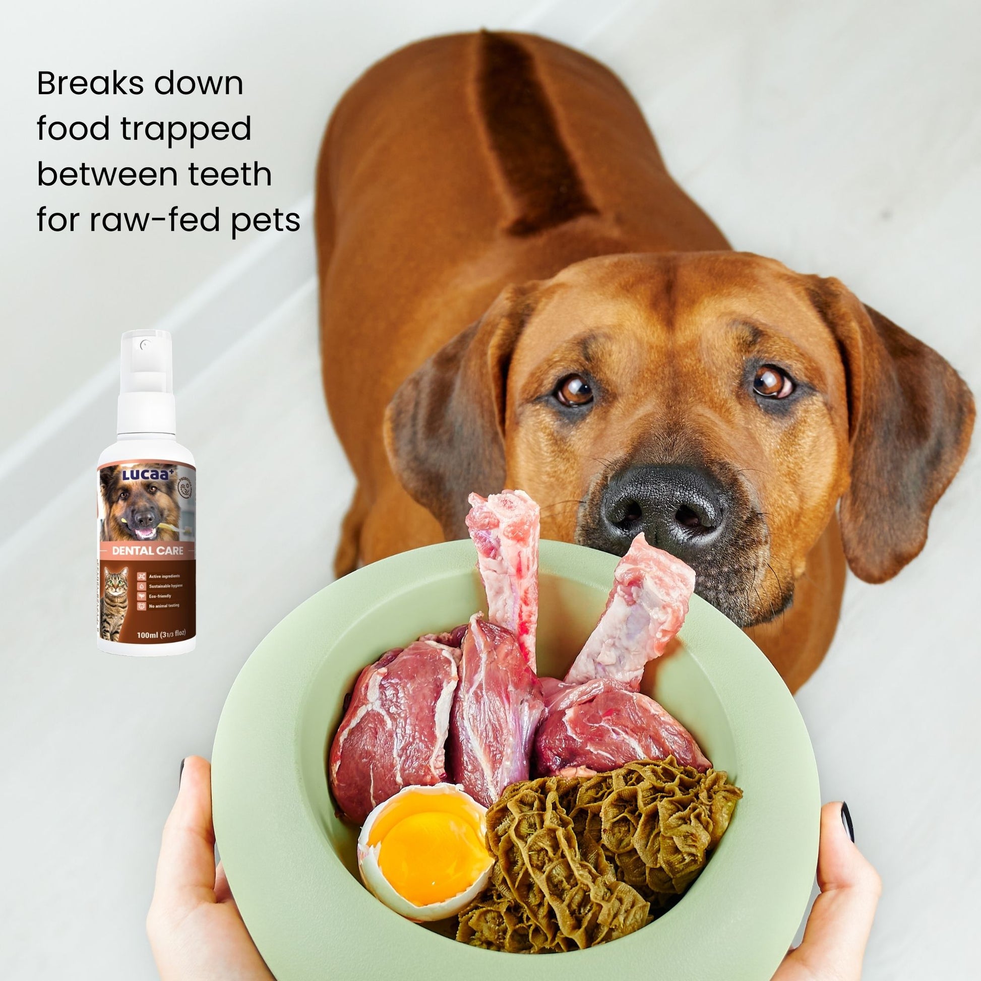 Dog eating raw food showing probiotic dental care spray used to support oral hygiene for raw fed pets