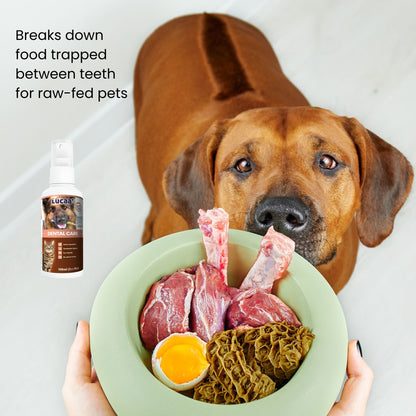 Dog eating raw food showing probiotic dental care spray used to support oral hygiene for raw fed pets