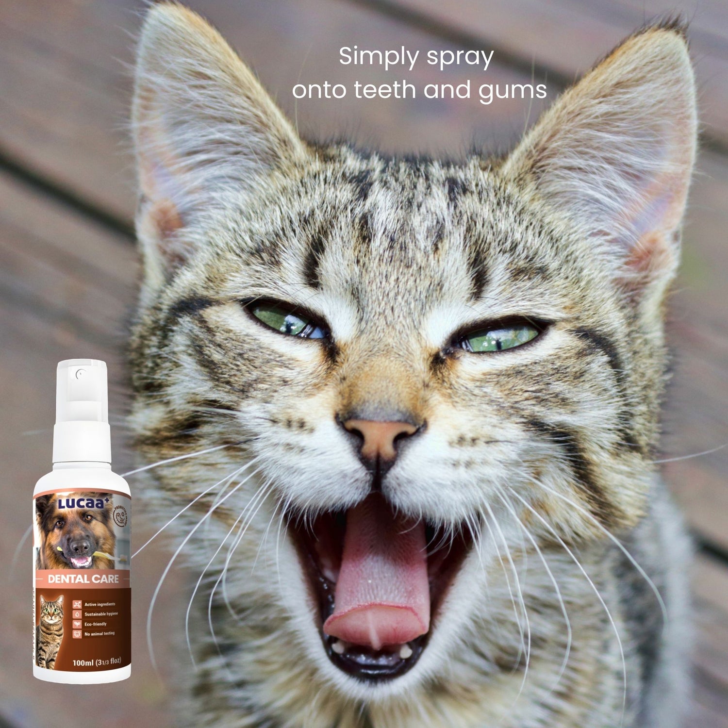 Cat receiving probiotic dental spray for plaque control and fresher breath