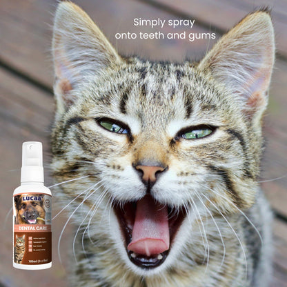 Cat receiving probiotic dental spray for plaque control and fresher breath