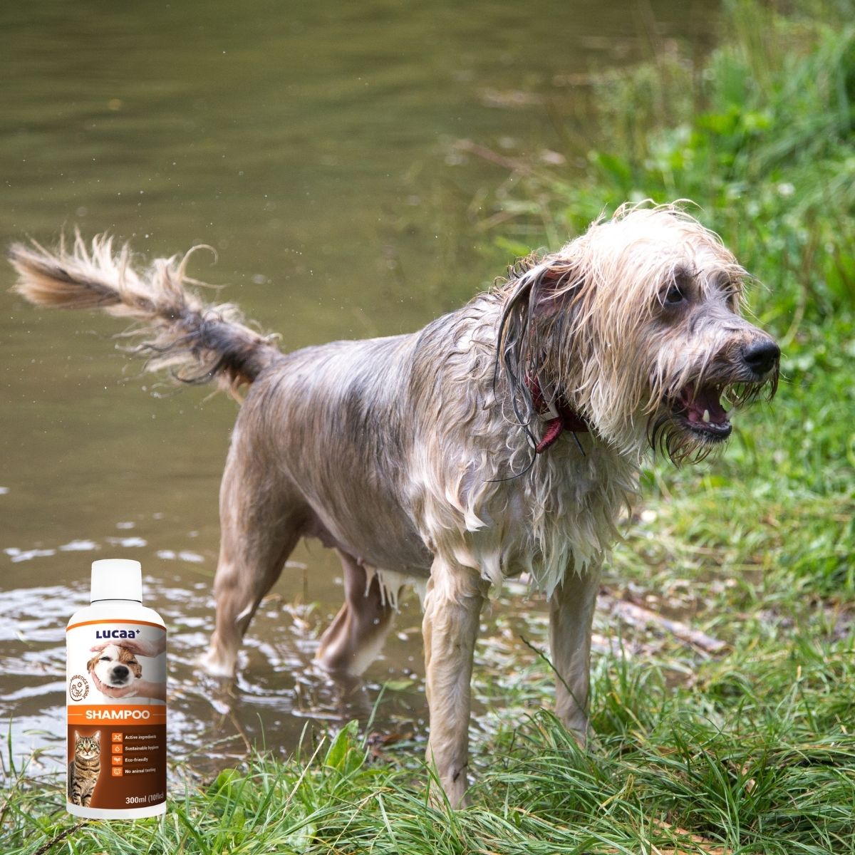 Probiotic dog shampoo for stubborn pet odours