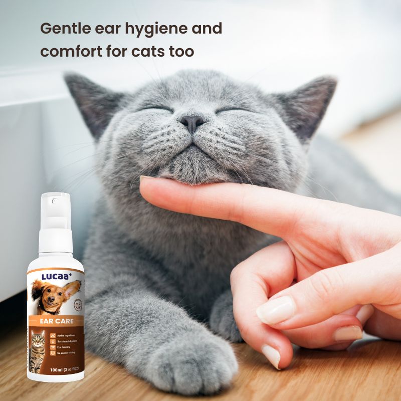 Grey cat beside LUCAA+ Probiotic Ear Care spray supporting clean, comfortable ears in cats