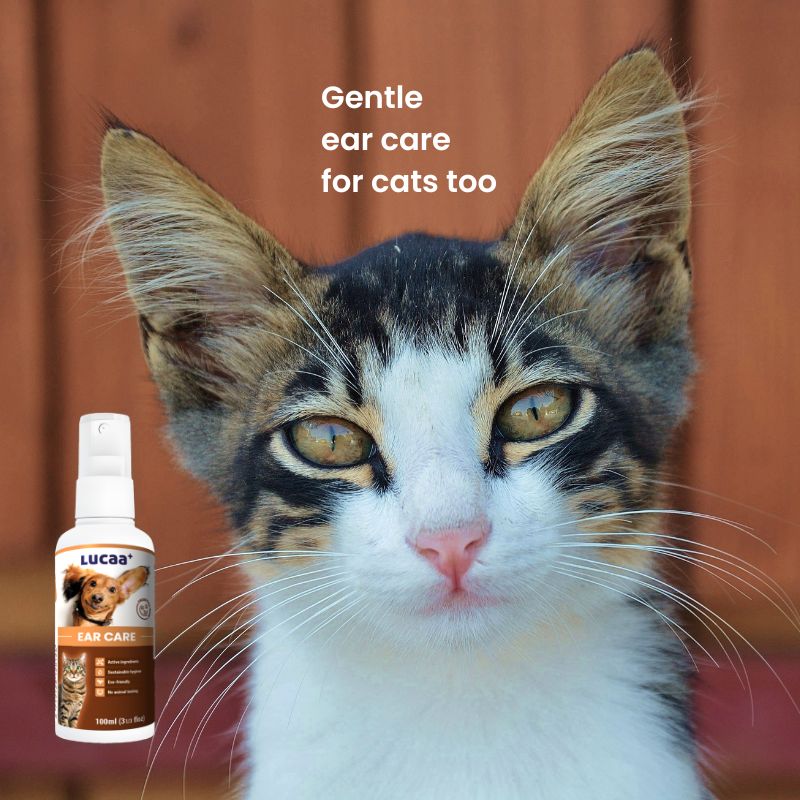 Cat beside LUCAA+ Probiotic Ear Care representing ear hygiene, sensitive ear support and gentle ear care for cats
