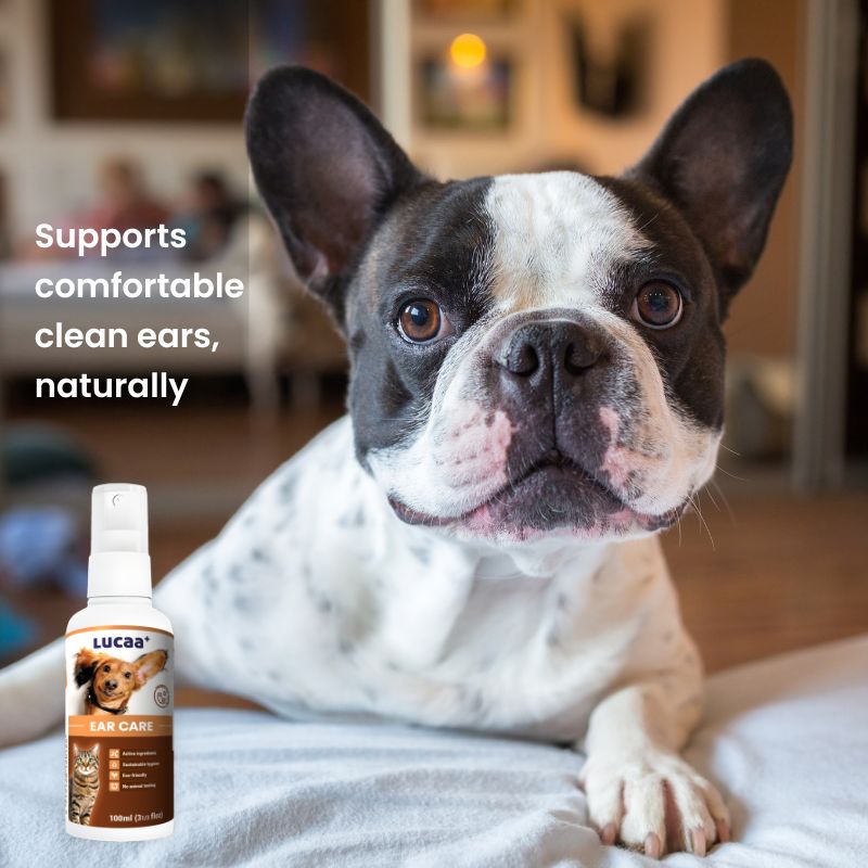 French Bulldog beside LUCAA+ Probiotic Ear Care dog ear cleaner spray for everyday ear hygiene and ongoing ear comfort